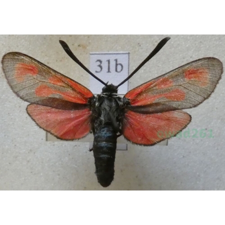 Zygaena loti achilleae Esper, 1780 Kraśnik rogalik Austria31b